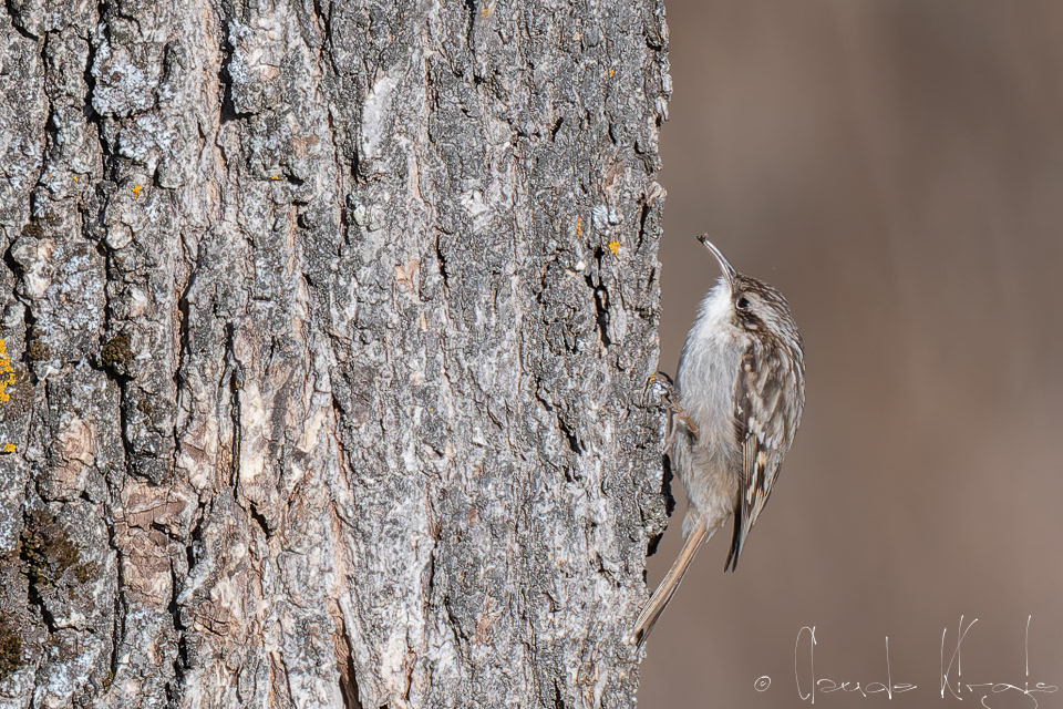 Grimpereau des jardins (Certhia brachydactyla)