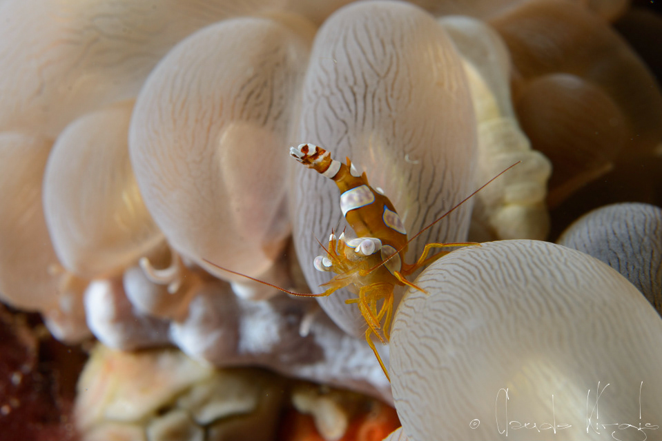 Crevette de Thor (Thor amboinensis)