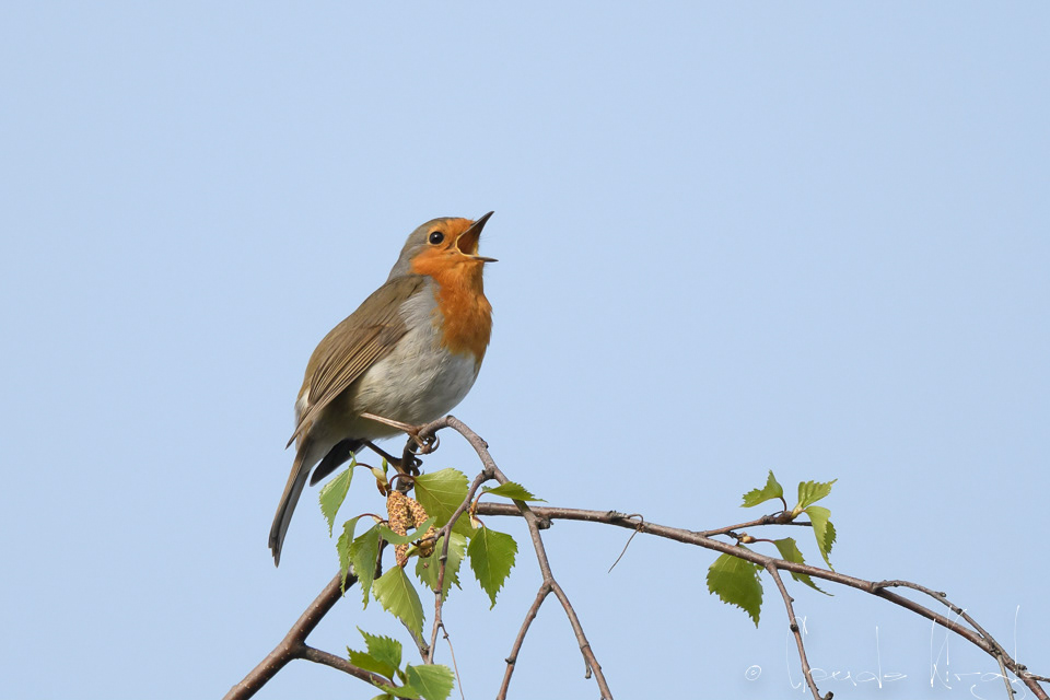 Rougegorge familier (Enthacus rubecula)