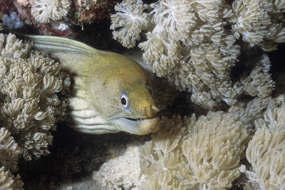 Murène terne (Gymnothorax monochrous)