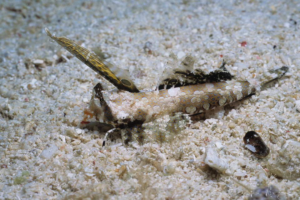 Dragonnet orange et noir (Dactylopus kuiteri) 