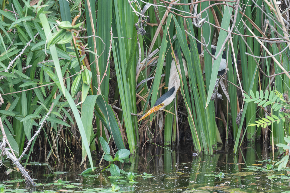 Blongios nain (Ixobrychus minutus)