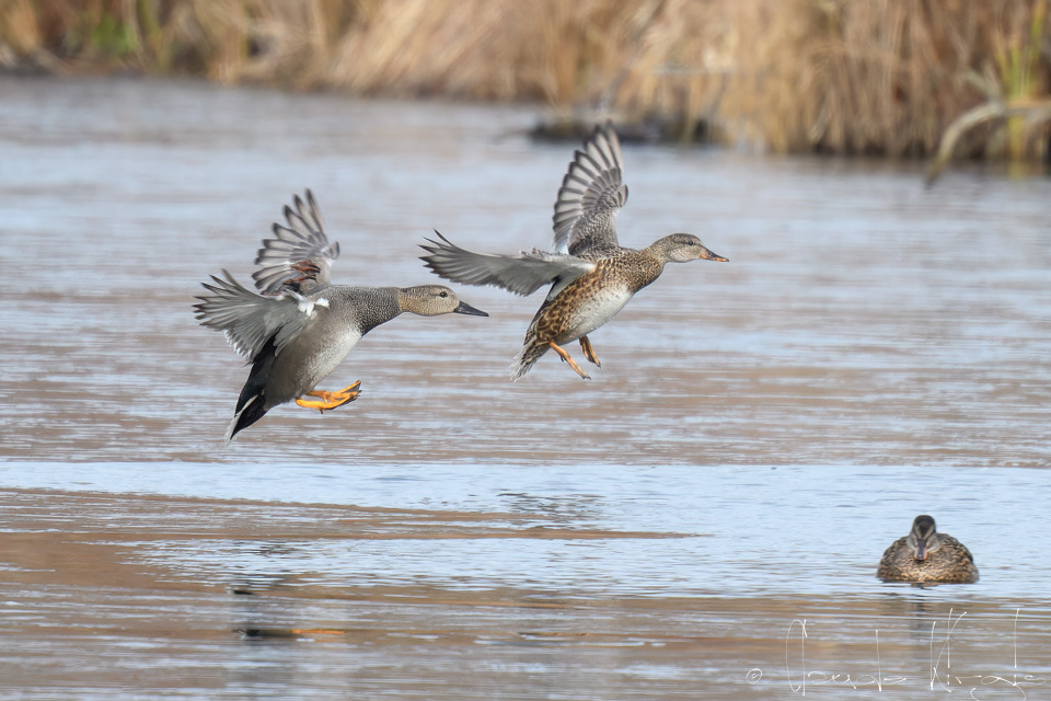 Canard Chipeau-couple (Anas strepera)