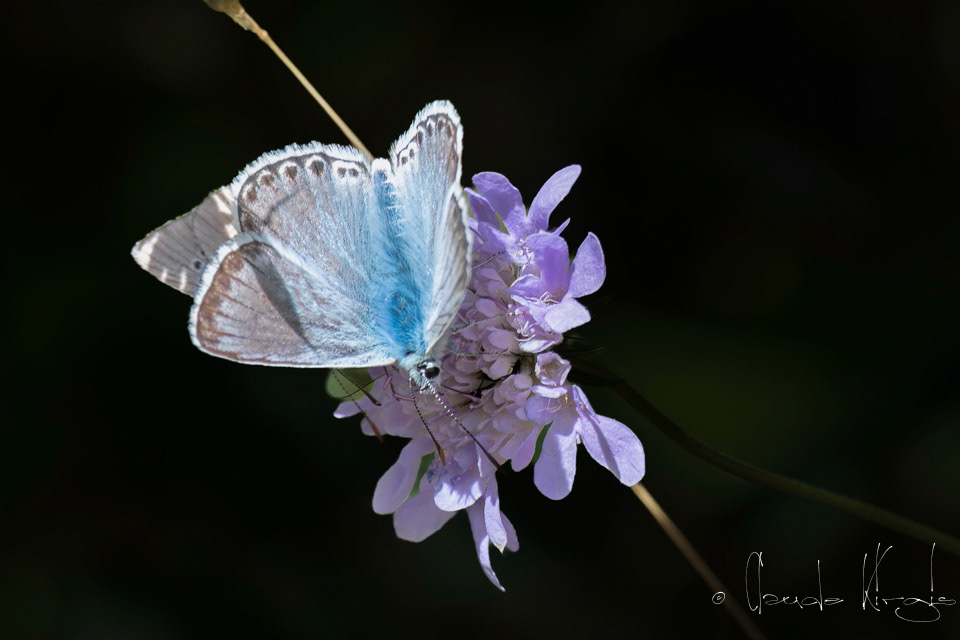 L'Argus bleu-nacré (Lysandra coridon)