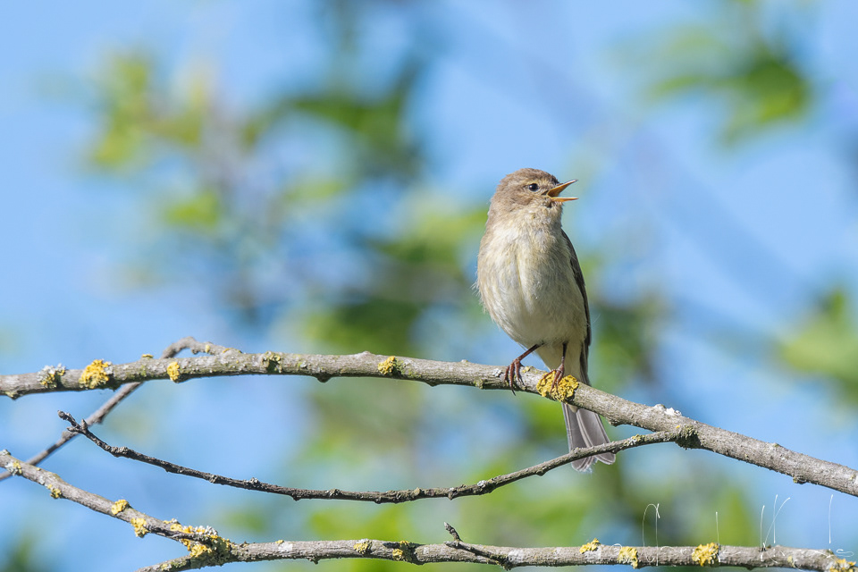 Pouillot véloce (Phylloscopus collybita)