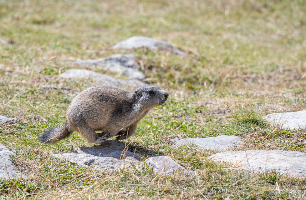 Marmotte des Alpes (Marmota marmota)