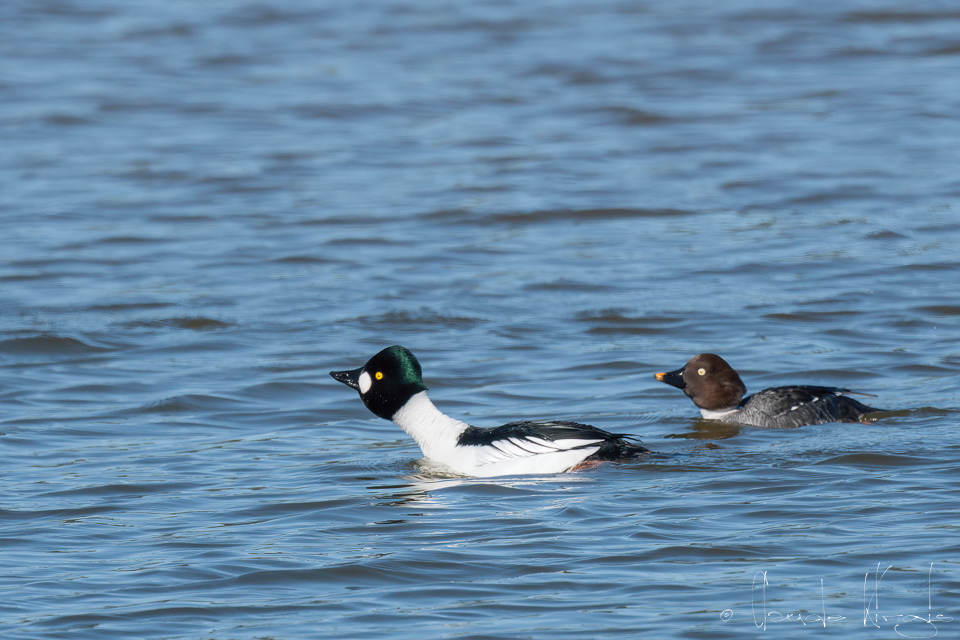 Garrot à oeil d'or-couple (Bucephala clangula)