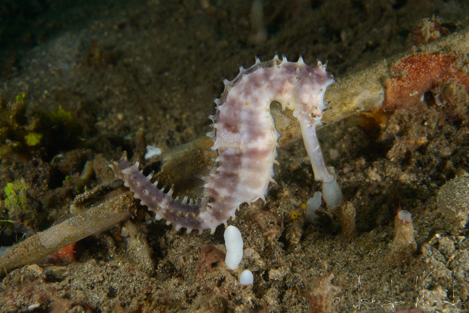 Hippocampe épineux (Hippocampus hystrix)