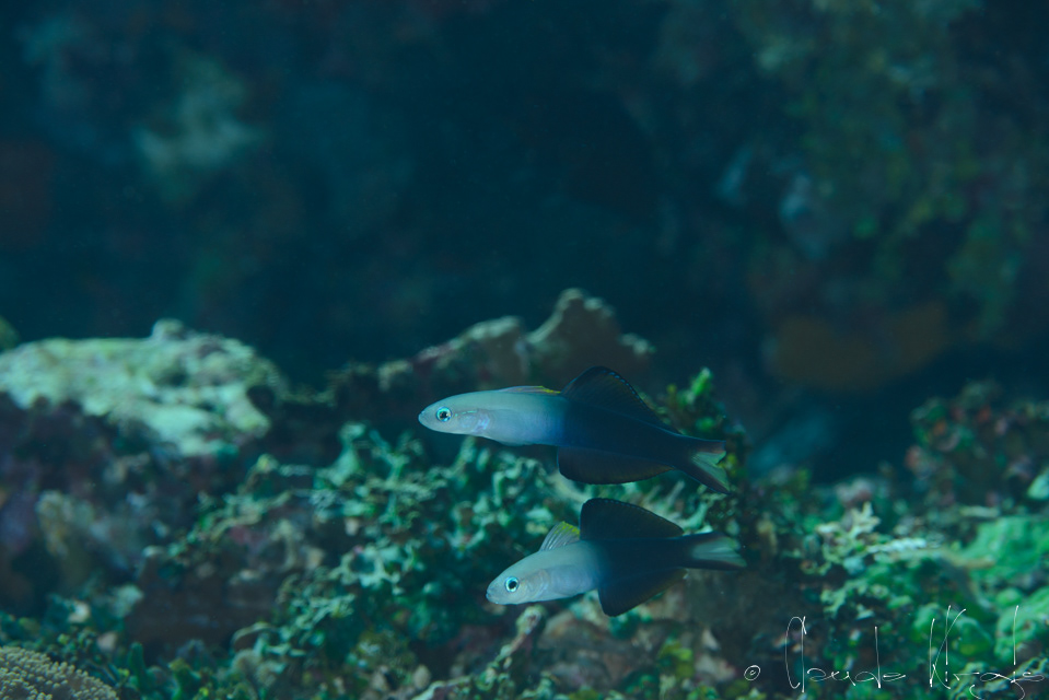 Poisson-Fléchette à deux tons (Ptereleotis evides)