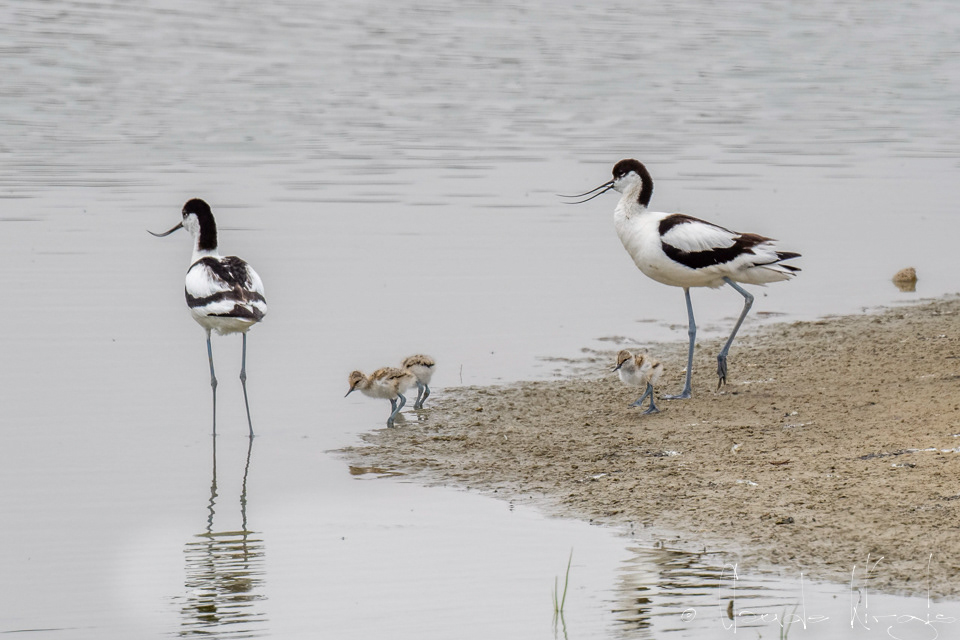 Avocette élégante & poussins (Recurvirostra avosetta)
