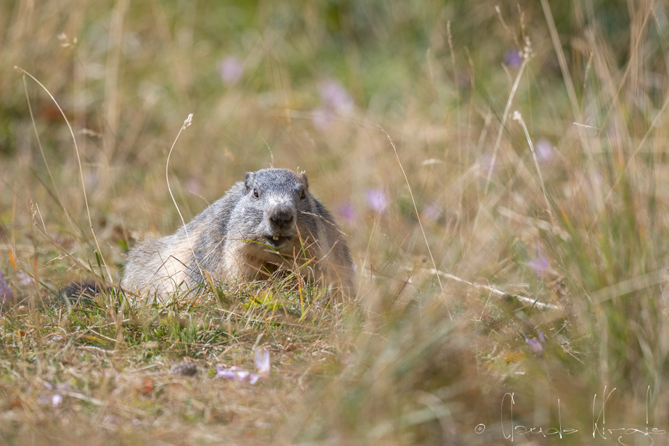 Marmotte des Alpes (Marmota marmota)