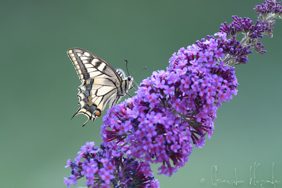 Le Machaon (Papilio machaon)