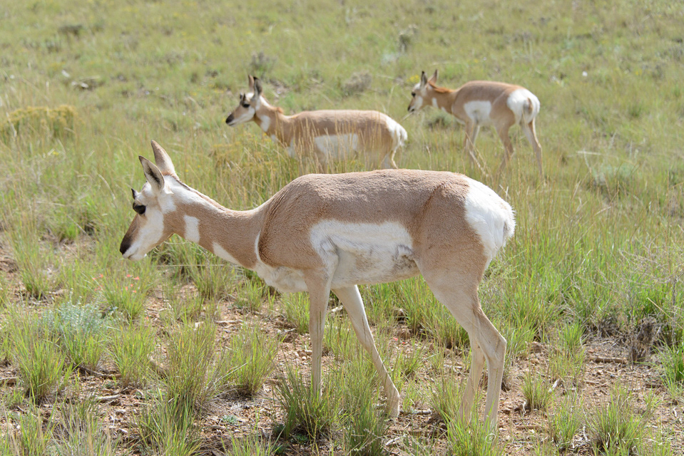Antilope d'Amérique-Femelle (Antilocarpra americana)