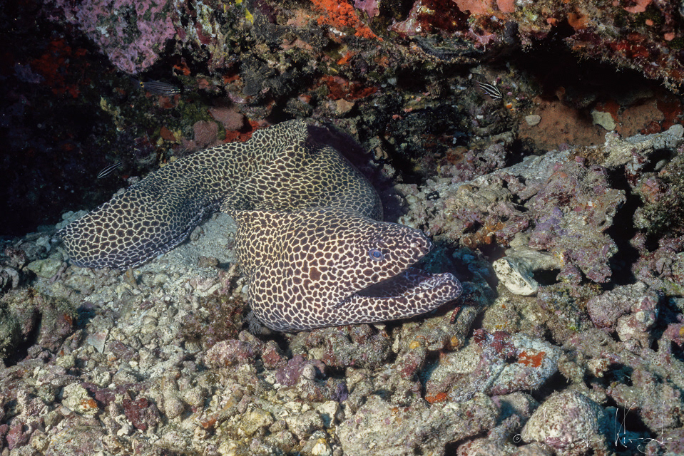 Murène Léopard (Gymnothrax favagineus)