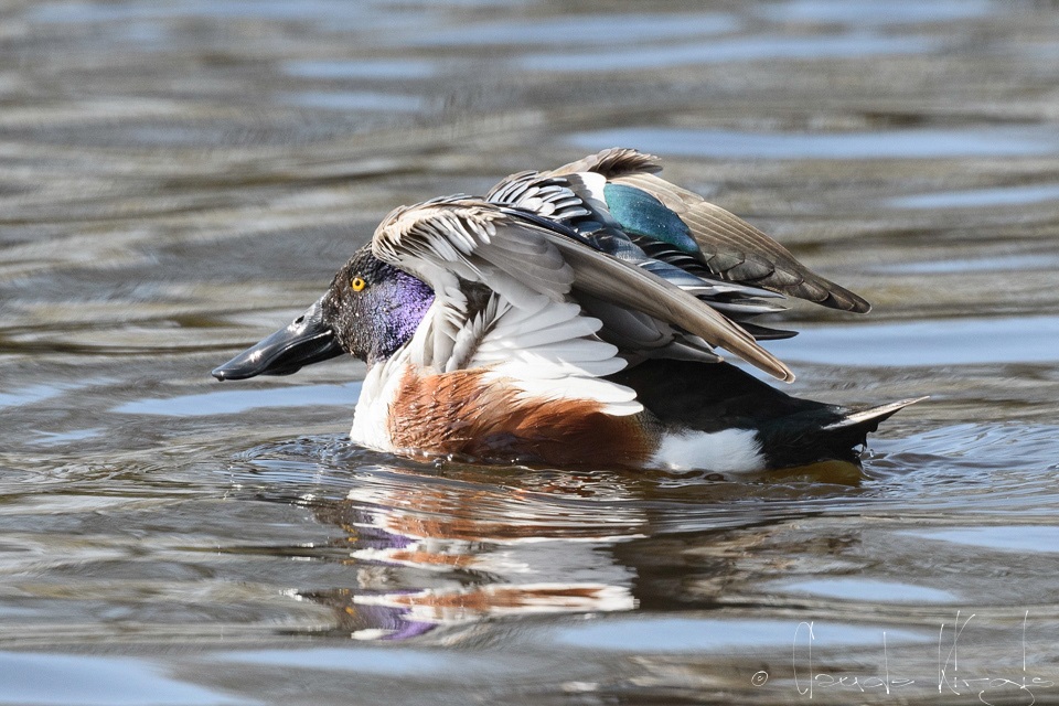 Canard souchet-mâle (Anas clypeata)