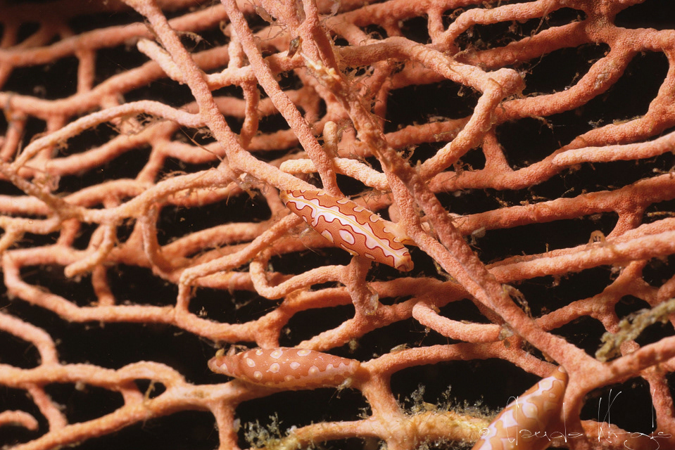 Porcelaine broche (Pellasimnia sp)