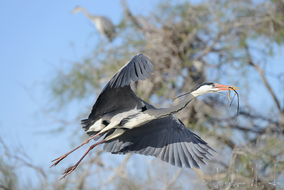 Héron cendré (Ardea cinerea)