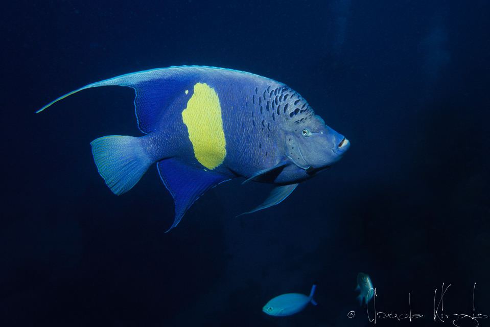 Poisson-Ange Géographe (Pomacanthus maculosus)