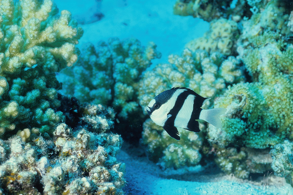 Demoiselle-Bonbon (Dascyllus aruanus)