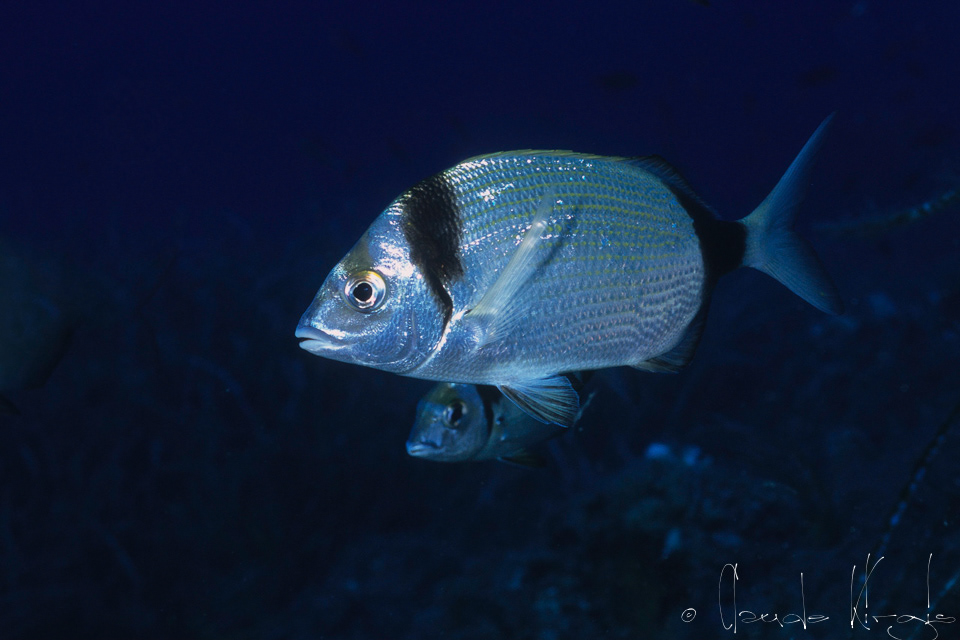 Sar à tête noire (Diplodus vulgaris)