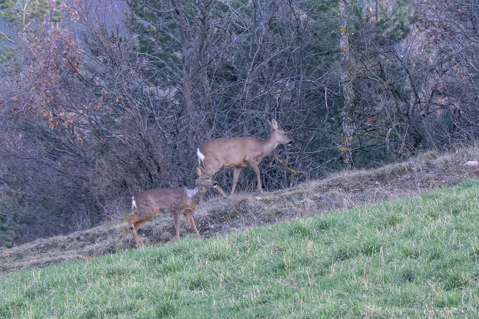 Chevreuil (Capreolus capreolus)