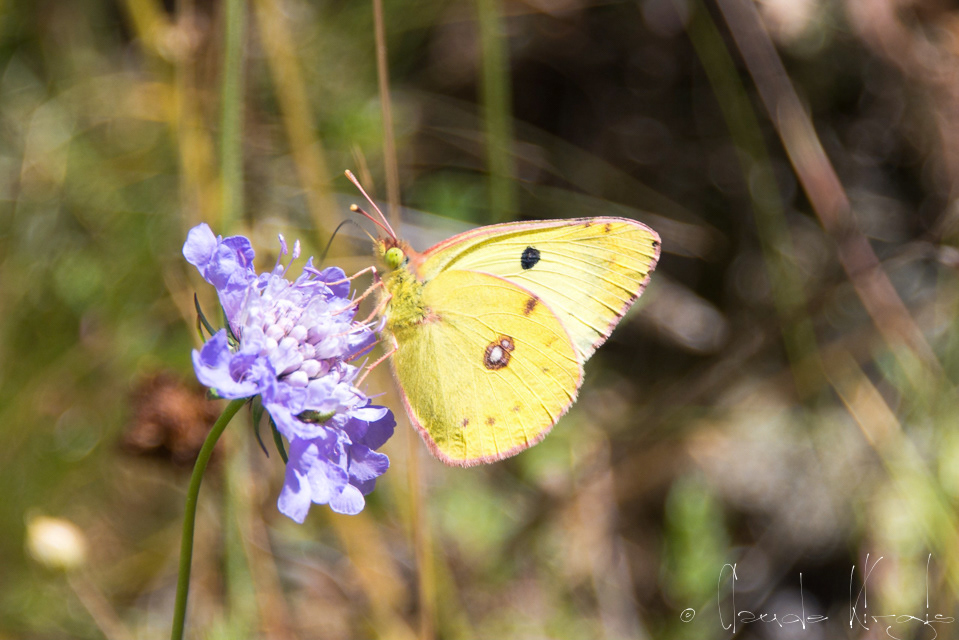 Le Souci (Colias alfacariensis)