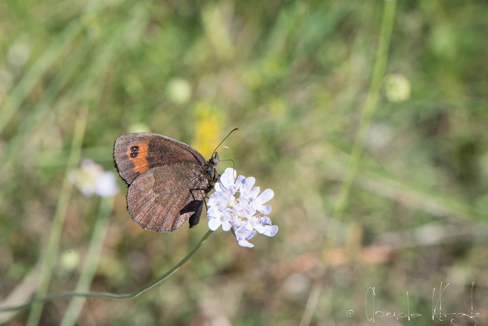 Le moiré automnal (Erebia neoridas)