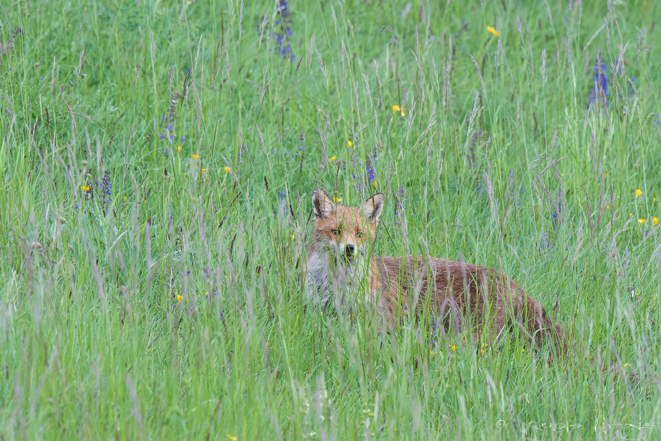 Renard roux (Vulpes vulpes)
