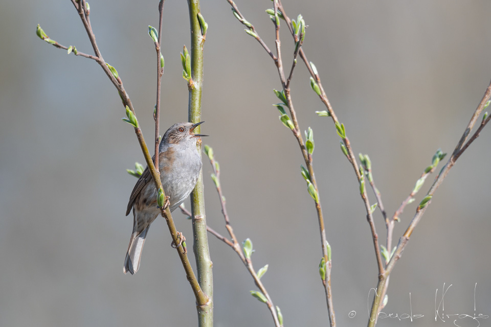 Accenteur Mouchet (Prunella modularis)