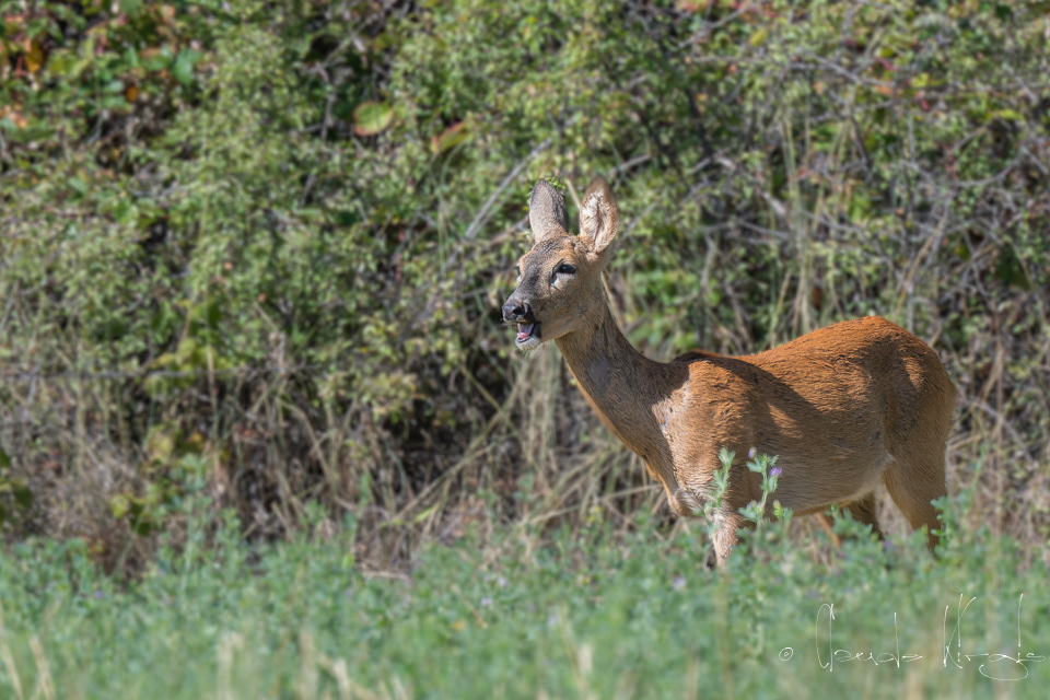 Chevreuil-femelle (Capreolus capreolus)
