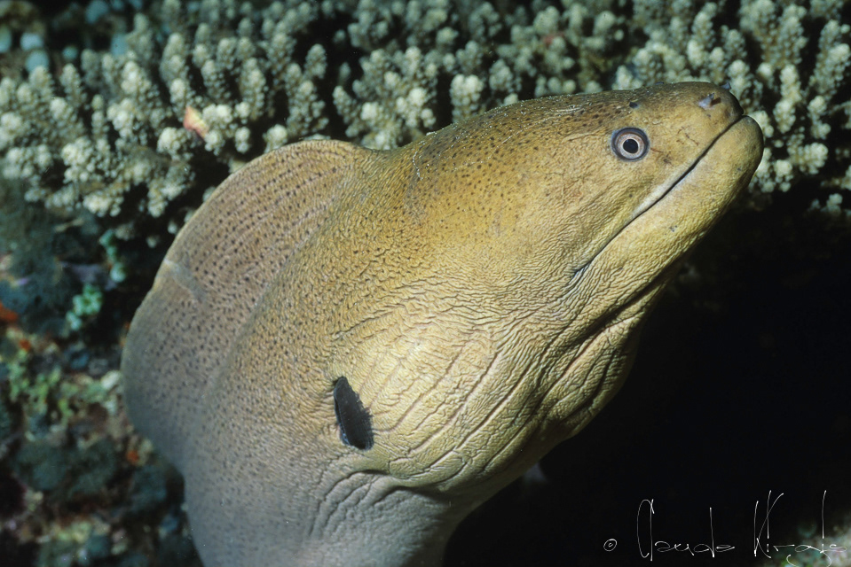 Murène géante (Gymnothorax javanicus)