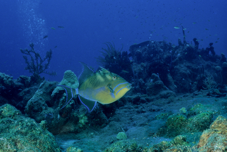 Baliste royale (Balistes vetula)