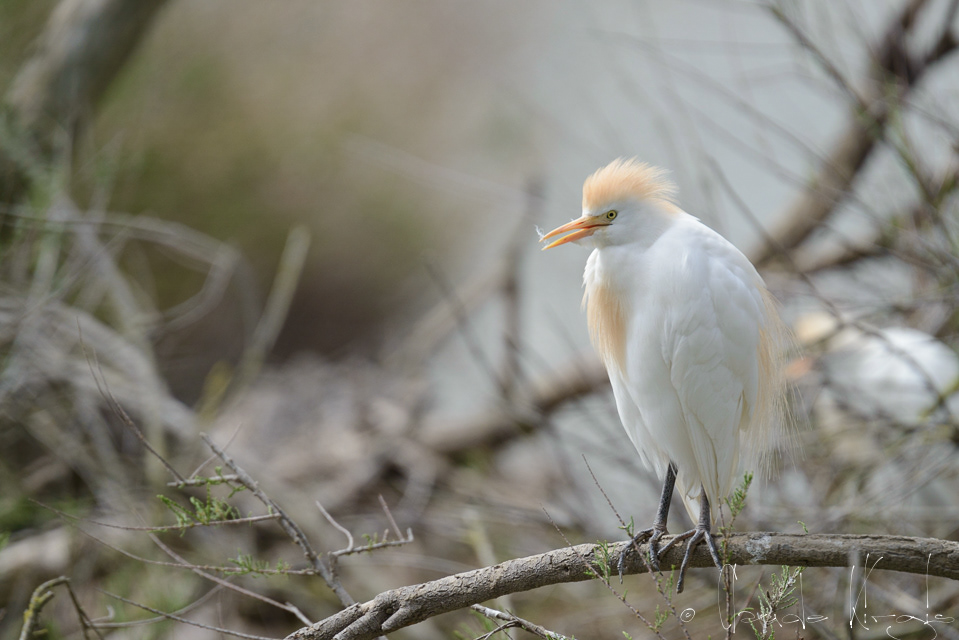 Héron garde-boeufs (Bubulcus ibis)