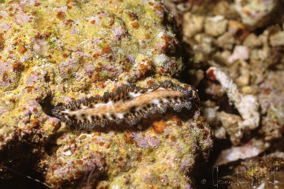 Ver plat à taches noirs (Martigrella fuscopunctata)