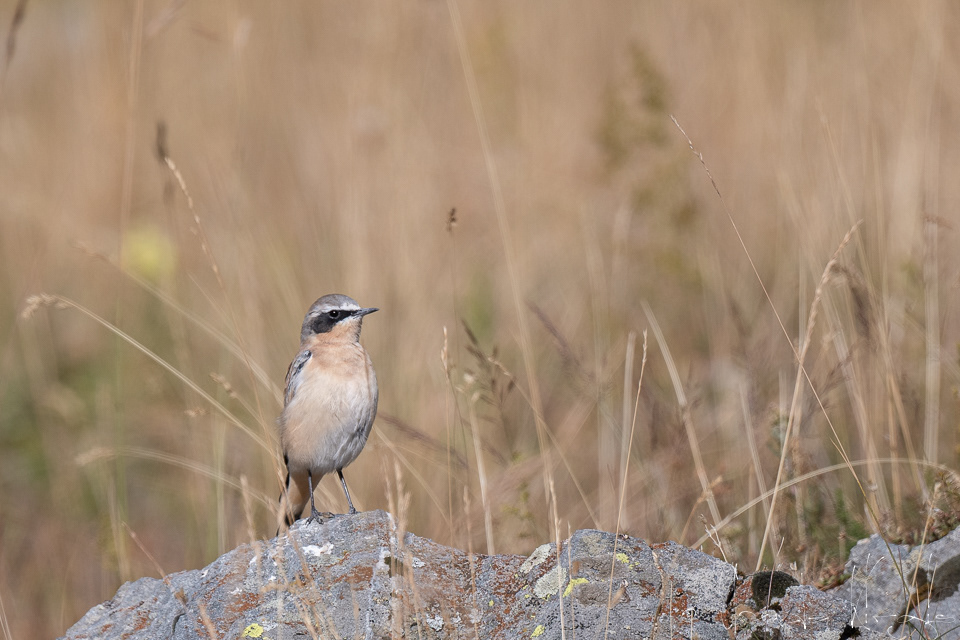 Traquet motteux-mâle (Oenanthe oenanthe)
