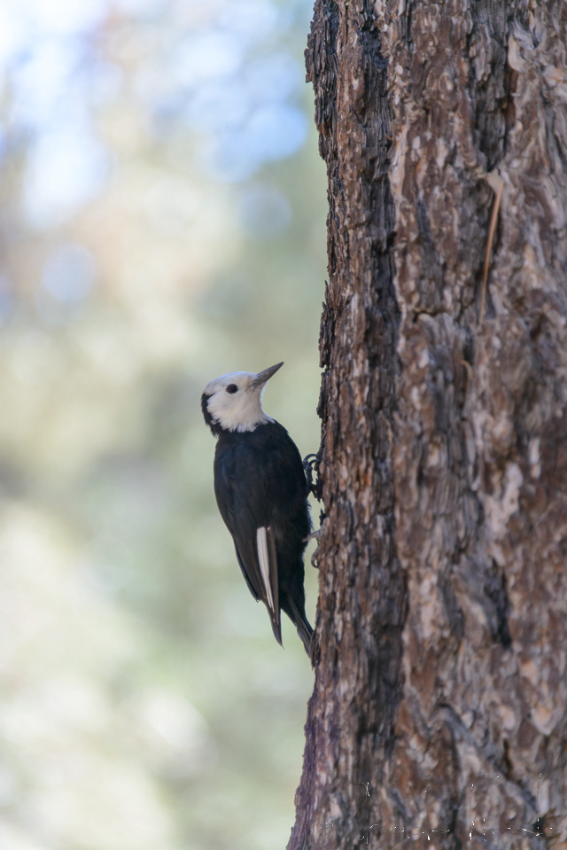 Pic à tête blanche (Picoides albolarvatus)