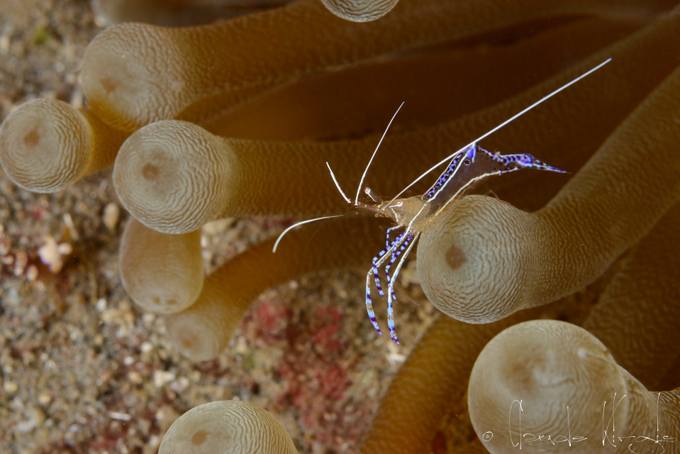 Crevette de Pederson (Periclimenes pedersoni)