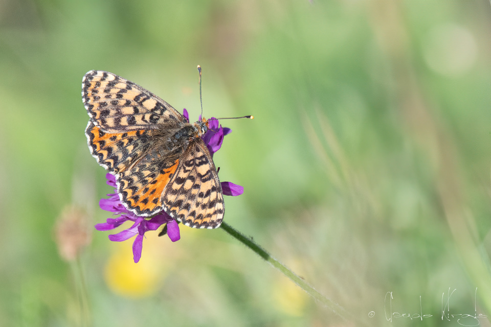 La Mélitée orangée (Melitaea didyma)