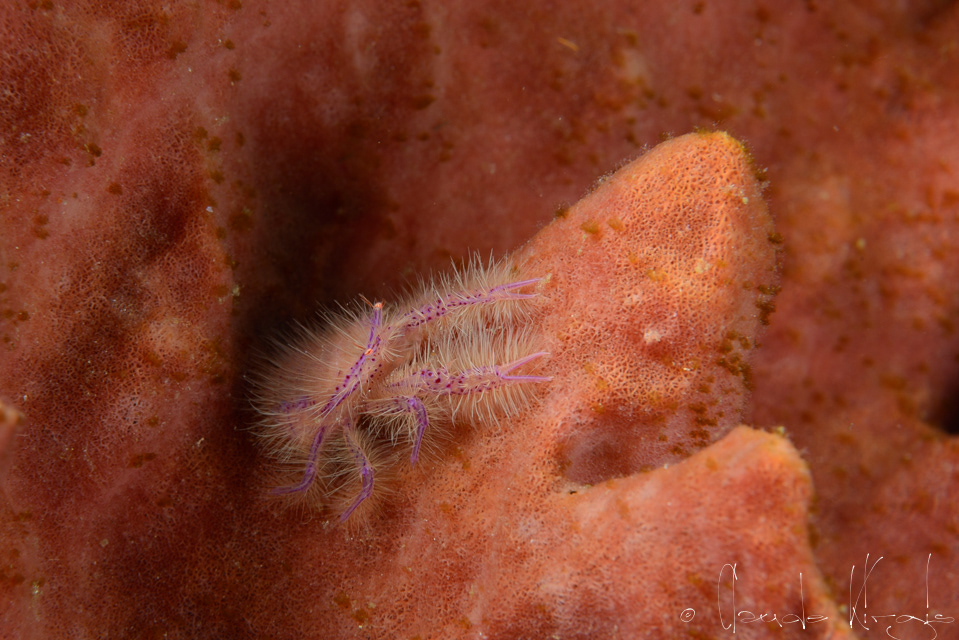 Galathée de Wally (Lauriea siagiani)