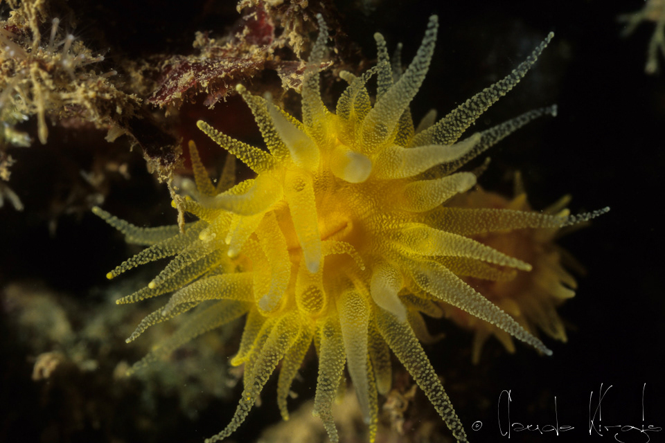 Corail solitaire jaune (Leptopammia pruvoti)