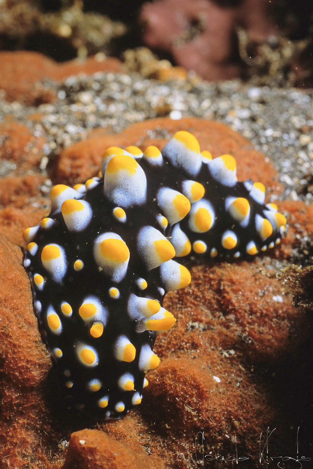 Phyllidie de Carlson (Phyllidia carlsonhoffi)