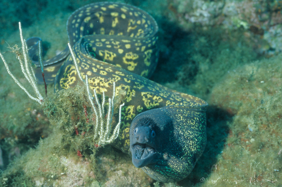 Murène de Méditerranée (Muraena helena)