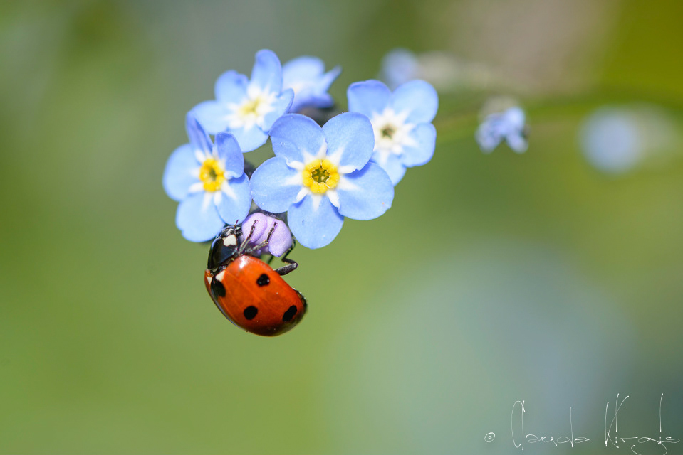 Coccinelle à 7 points (Coccinella septempunctata)