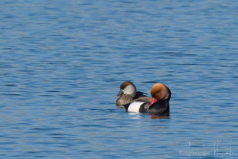 Nette Rousse-couple (Netta rufina)