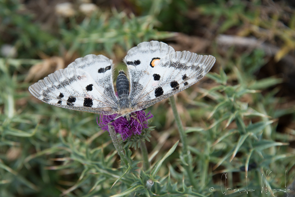 L'Apollon (Parnassius apollo)
