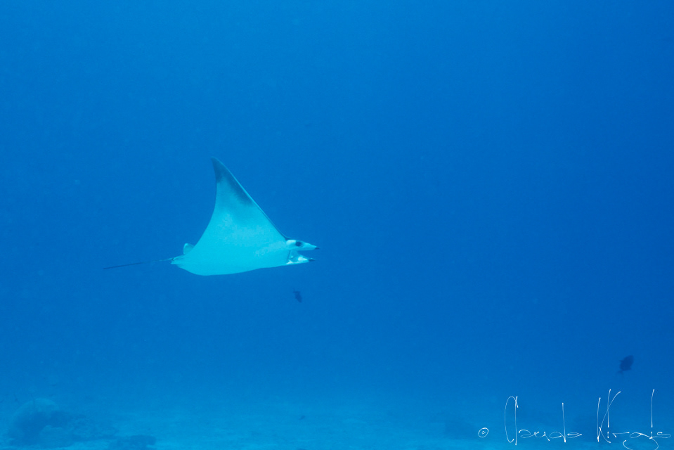 Diable de mer (Mobula eregoodootenkee)