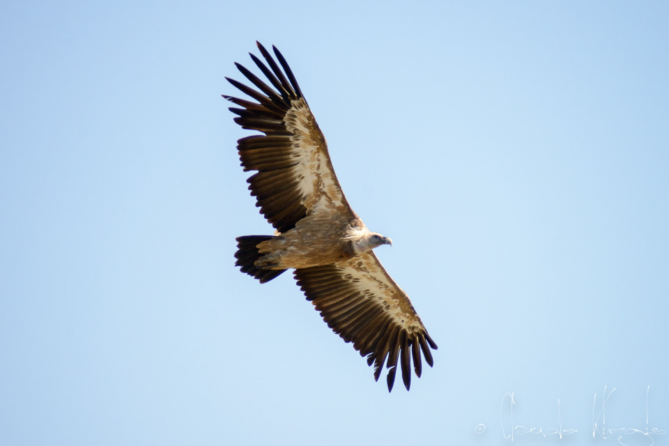Vautour Fauve (Gyps fulvus)