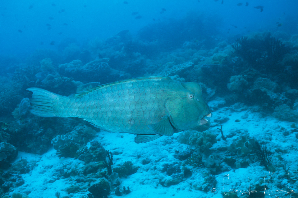 Perrroquet à bosse (Bolbometopon muricatum)