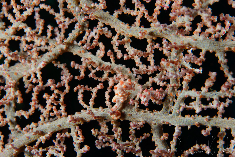 Hippocampe pygmé (Hippocampus bargibanti)