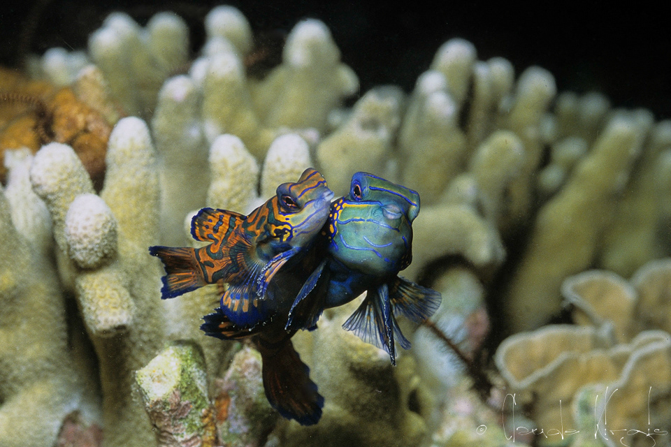 Poisson-Mandarin (Synchiropus splendidus)